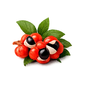 Xenopos — Guaraná (Paullinia cupana)